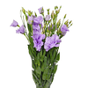 Pack Lisianthus (plantines)