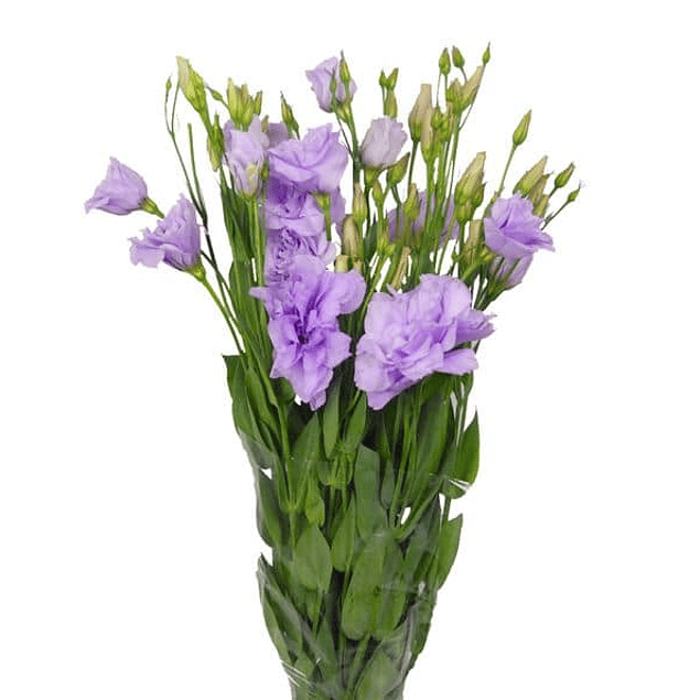 Pack Lisianthus (plantines)