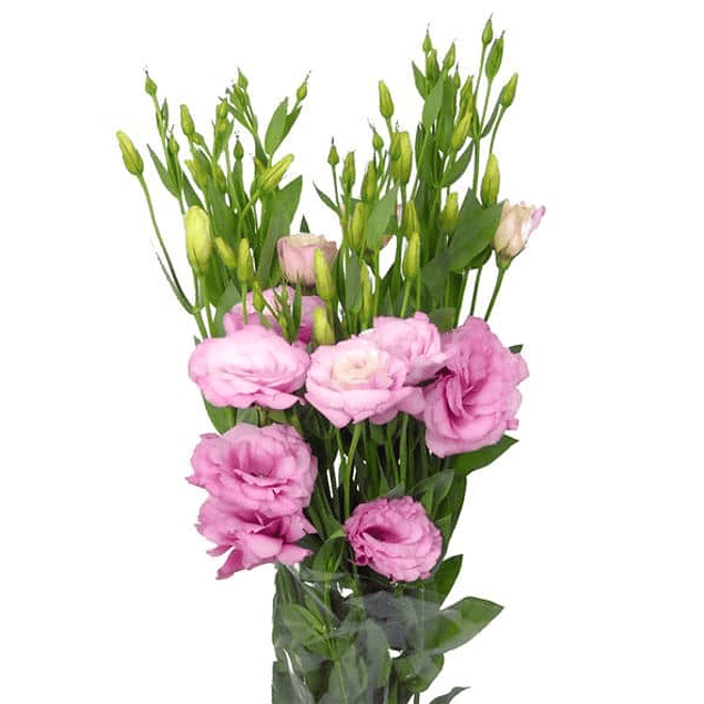 Pack Lisianthus (plantines)