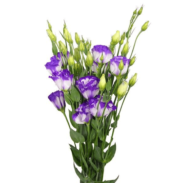 Pack Lisianthus (plantines)