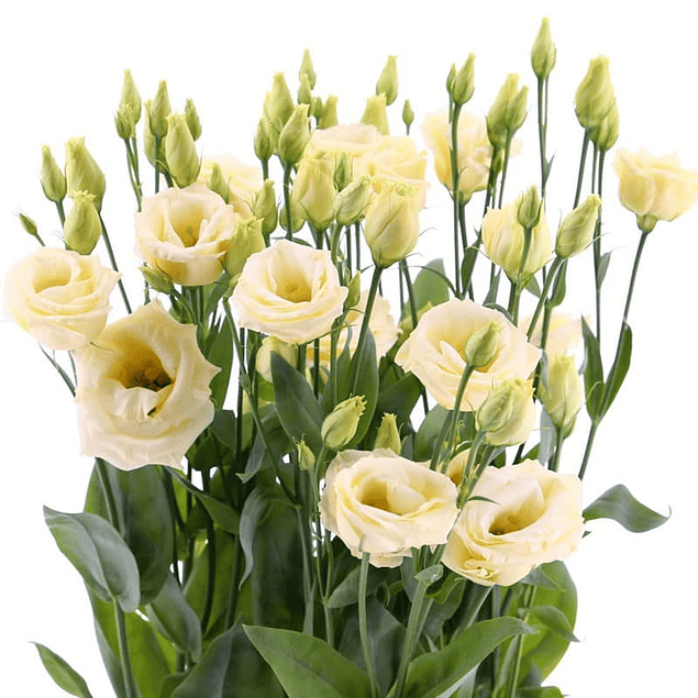 Pack Lisianthus (plantines)