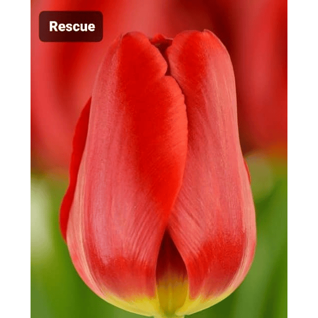 Pack Tulipanes Clásicos