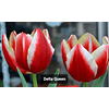 OFERTA 100 Unidades Tulipanes Clasicos
