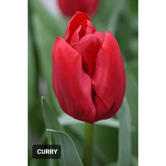 OFERTA 100 Unidades Tulipanes Dobles o Extras