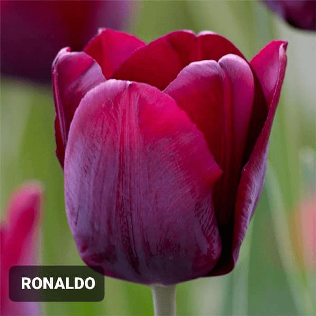 OFERTA Mix Tulipanes Dobles, Extras y Clásicos