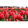 OFERTA Mix Tulipanes Dobles, Extras y Clásicos