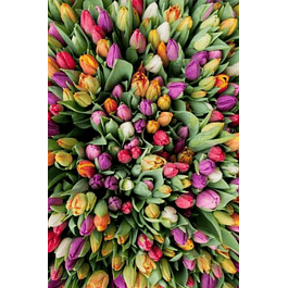 OFERTA 100 Unidades Tulipanes Clasicos
