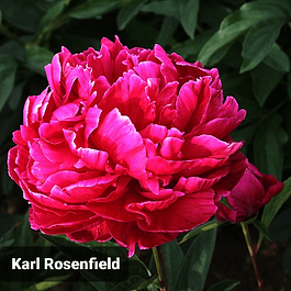 Peonía Karl Rosenfield