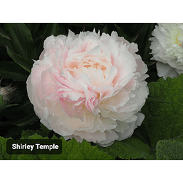 Peonía Shirley Temple