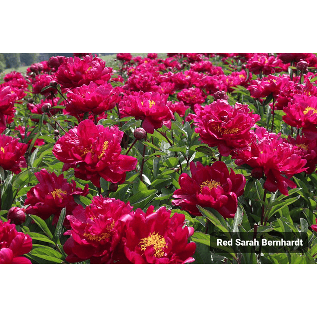 Peonía Red Sarah Bernhardt