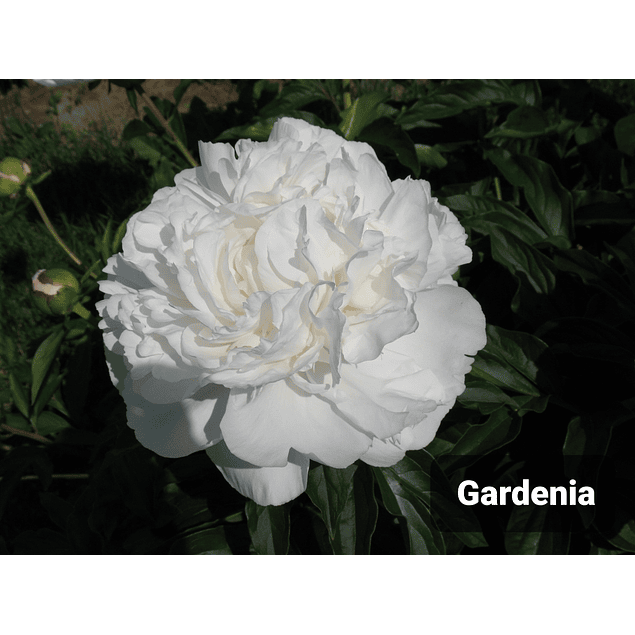 Peonía Gardenia