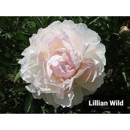 Peonía Lilian Wild