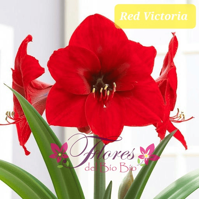 Bulbo Amaryllis Red Victoria