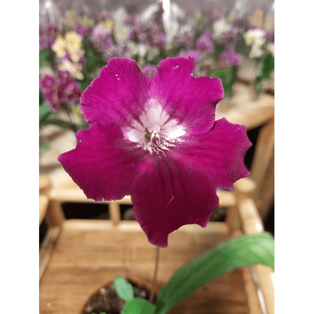 STREPTOCARPUS Clásico (Plantas)