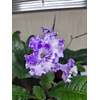 STREPTOCARPUS Bicolor (Plantas)