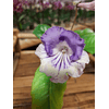 STREPTOCARPUS Bicolor (Plantas)