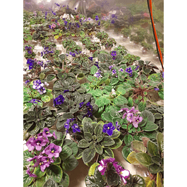 Violetas Africanas Medianas (Plantas)