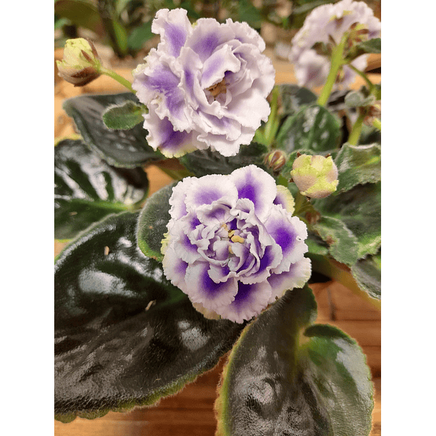 Violetas Africanas (Rusas) Grandes