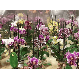 ORQUÍDEAS PHALAENOPSIS MINI (Plantas)