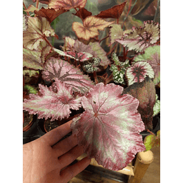 Begonias (Plantas)