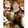Begonias (Plantas)