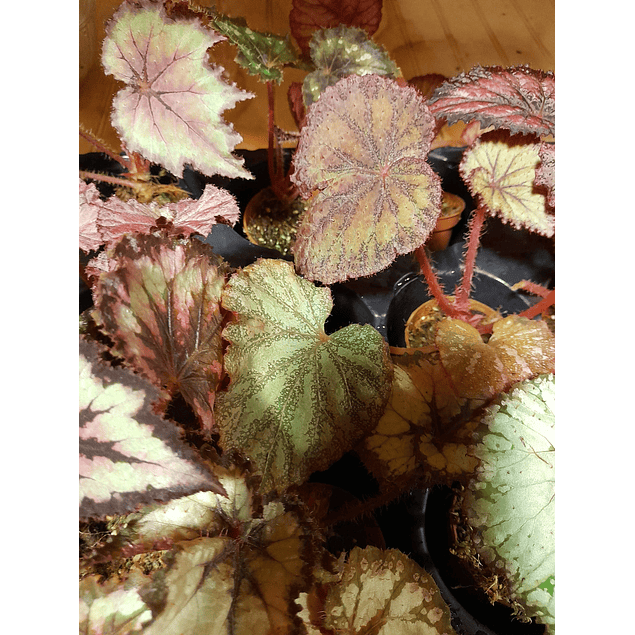 Begonias (Plantas)