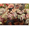Begonias (Plantas)