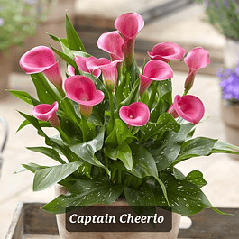 CALA  Captain Cheerio (Tubero)