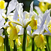 Iris Holandica (Preventa)