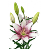 Lilium Asiáticos (Bulbos)