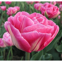 Tulipanes Clásicos y Dobles (Preventa)