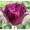 OFERTA Tulipanes Clásicos y Dobles (Bulbos)