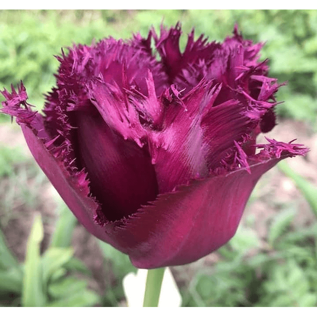 Tulipanes Clásicos y Dobles (Preventa)