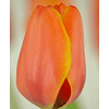 OFERTA Tulipanes Clásicos y Dobles (Bulbos)