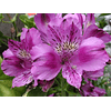 Alstroemeria Morada (Rizoma)