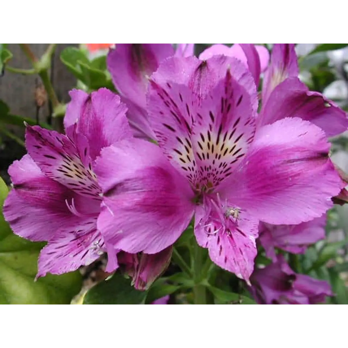 Alstroemeria Morada (Rizoma)