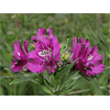 Alstroemeria Morada (Rizoma)