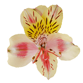 ALSTROEMERIA Sunny (RIZOMA)