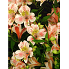 ALSTROEMERIA Sunny (RIZOMA)