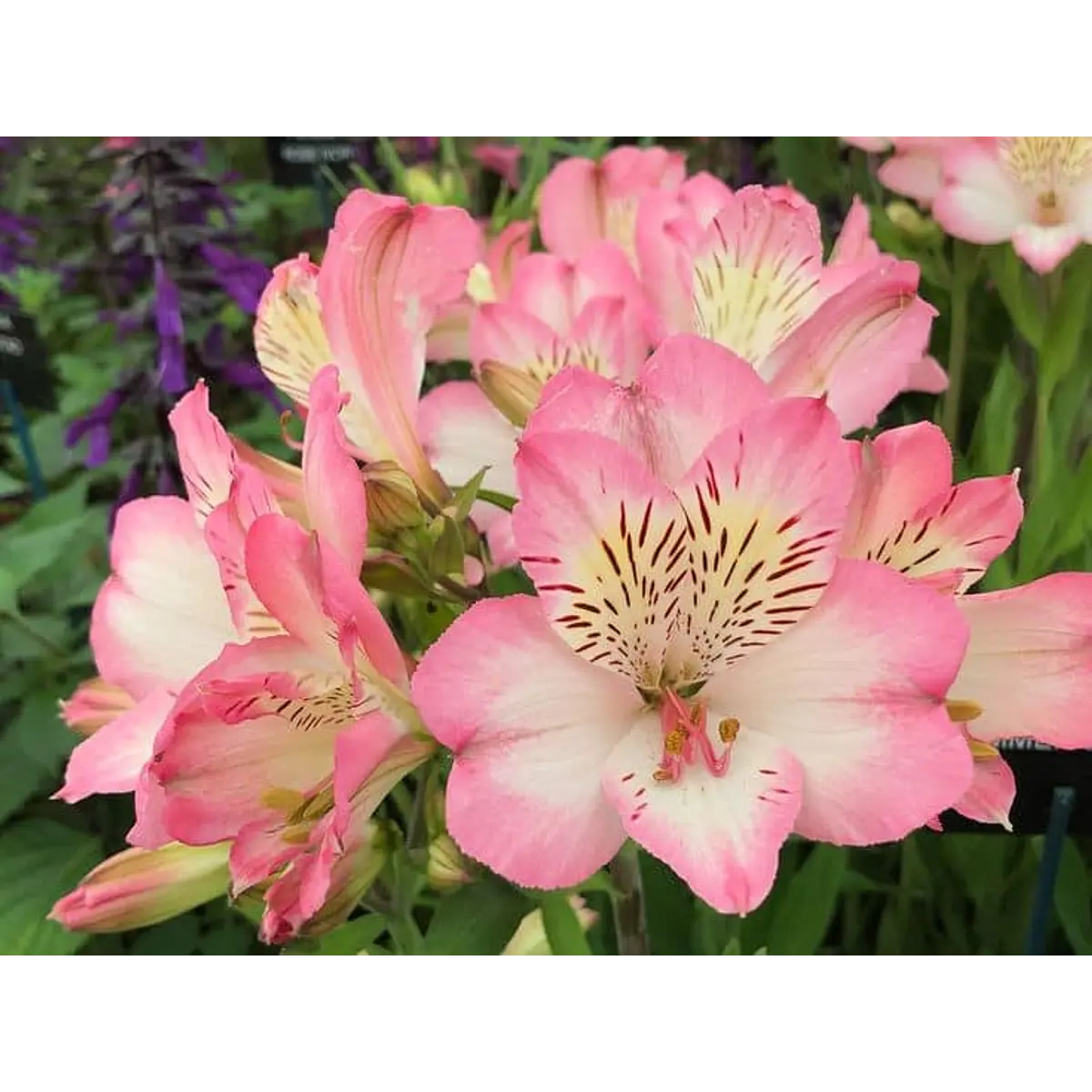 Alstroemeria Rosada (Rizoma)