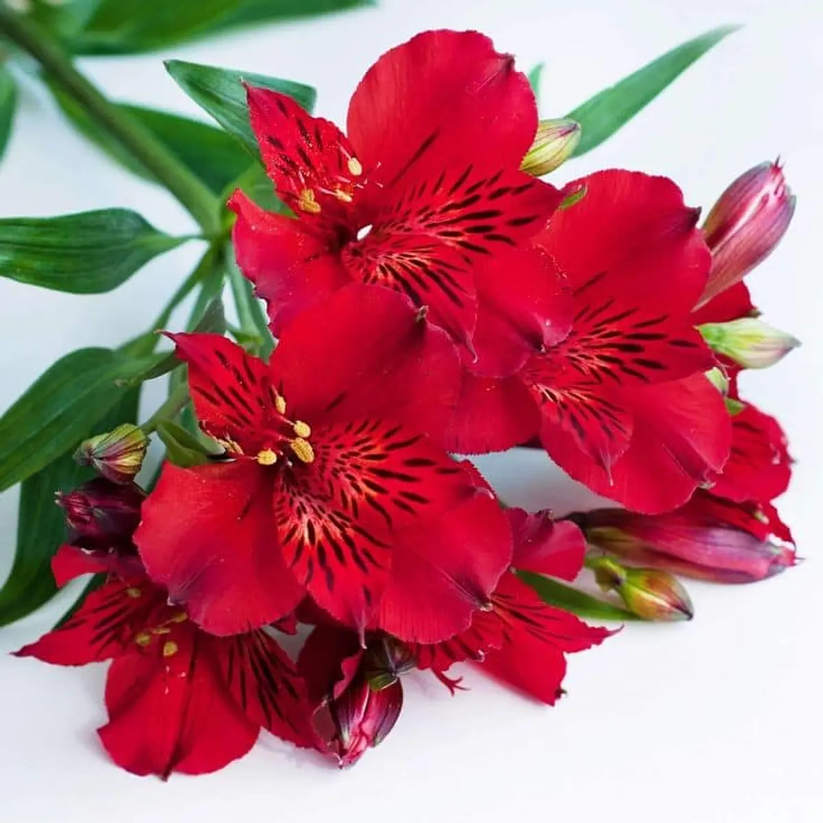 Alstroemeria Sandía (Rizoma)