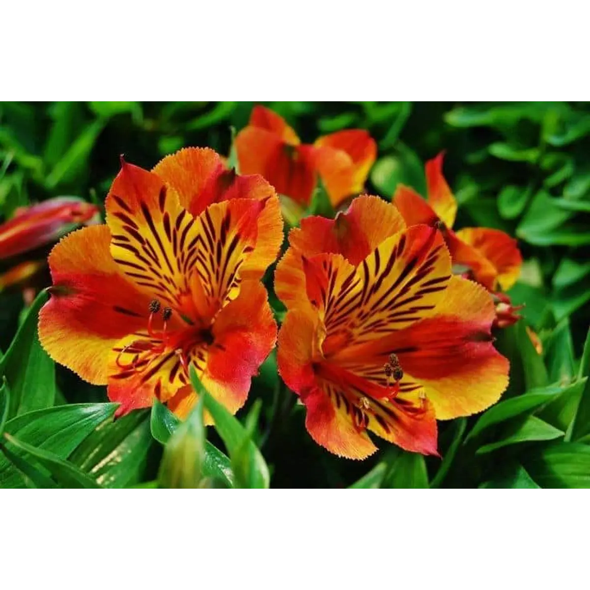 Alstroemeria Naranja (Rizoma)