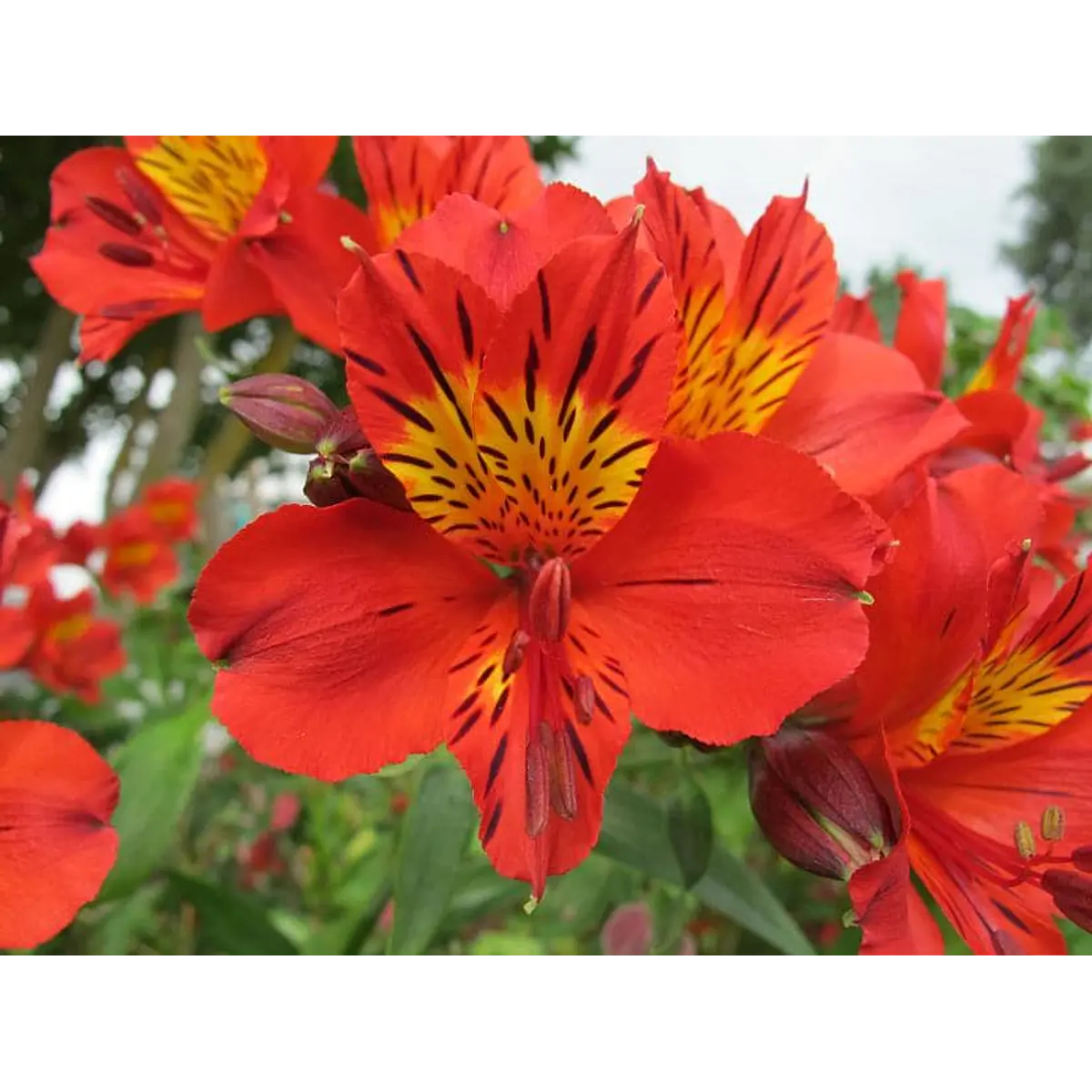 Alstroemeria Roja (Rizoma)
