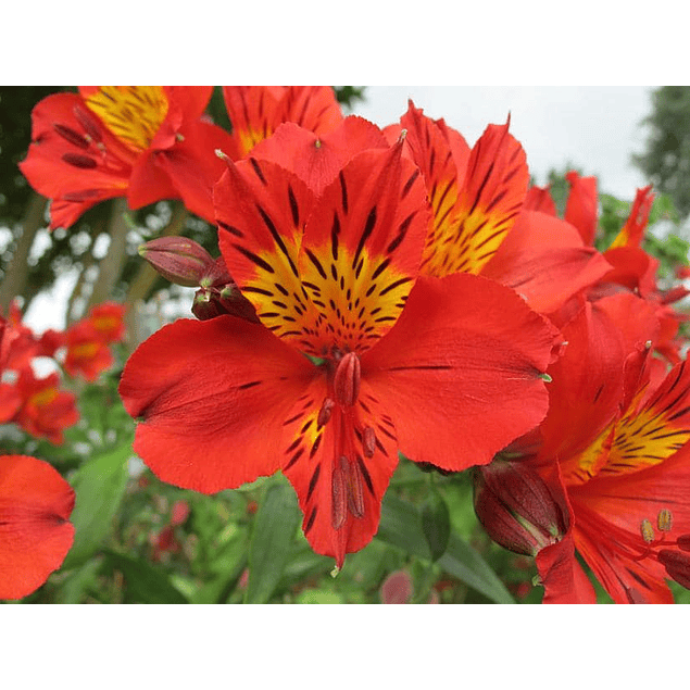 Alstroemeria Roja (Rizoma)