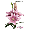 Lilium Asiatico Bicolor (Bulbos)