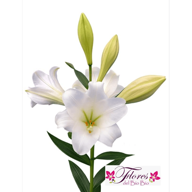 Lilium Longiflorum Blanco (Bulbos)