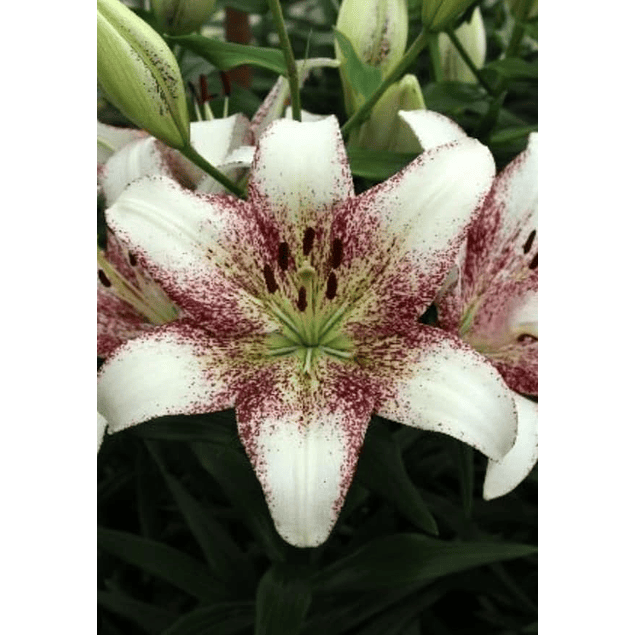 Lilium Bicolor (Bulbos)
