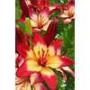 Lilium Bicolor (Bulbos)