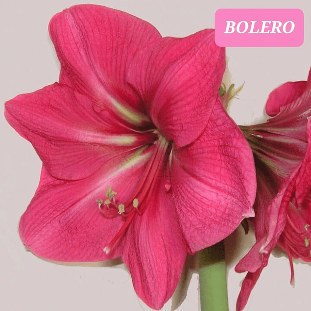 Bulbo Amaryllis Bolero