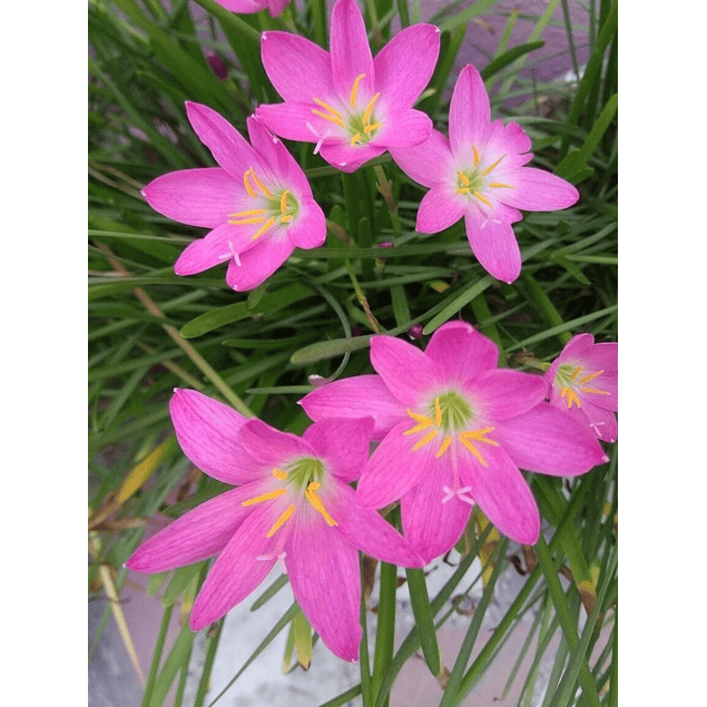 ZEPHIRANTHES ROSA (Bulbos)